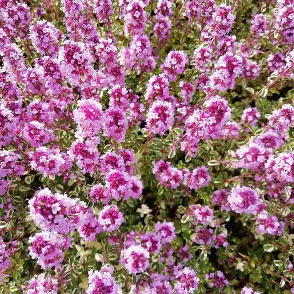 Cimbrisor de Gradina Foxley, flori roz-albe, decorativ si aromat cu frunze pestrite, rezistent frig