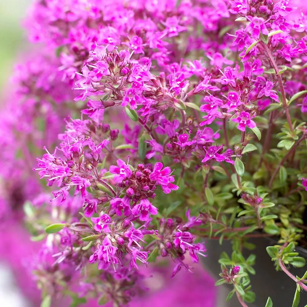 Cimbrisor violet Purple Beauty, tarator parfumant, perena tapetanta cu flori mov, pentru stancarii si soare