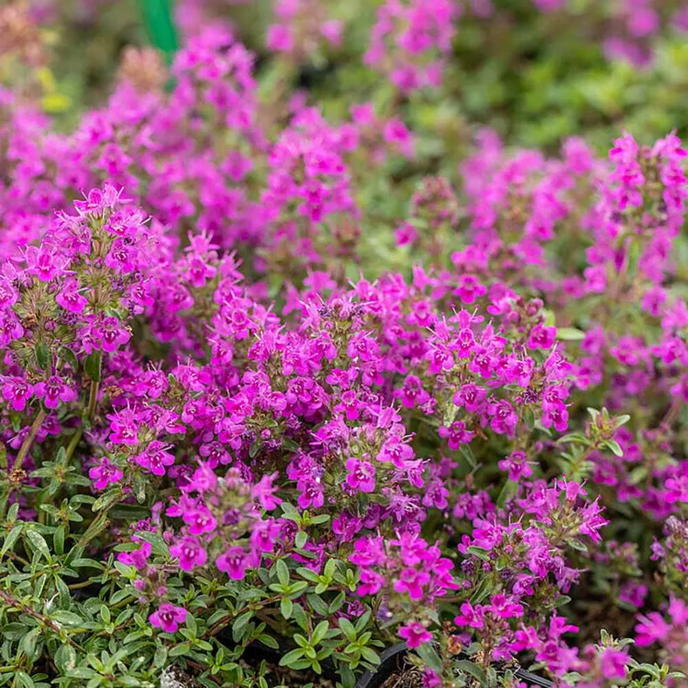 Cimbrisor violet Purple Beauty, tarator parfumant, perena tapetanta cu flori mov, pentru stancarii si soare