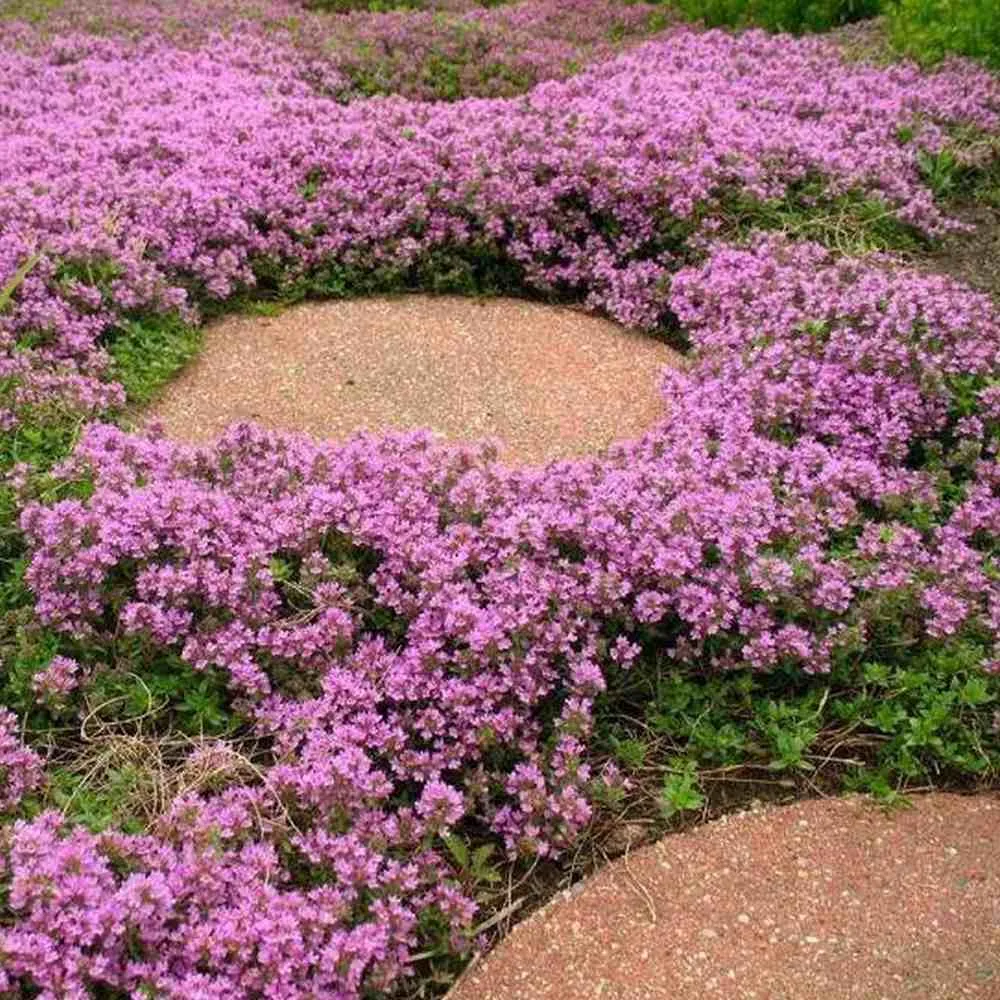 Cimbrisor violet Purple Beauty, tarator parfumant, perena tapetanta cu flori mov, pentru stancarii si soare