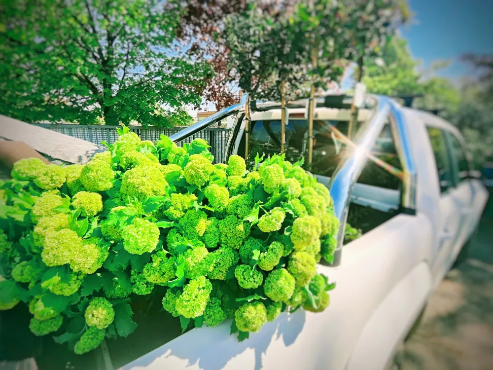 Viburnum puslek